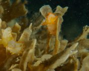 Deze soort (Crimora papillata) vonden we op wrak NL307 net over de grens in Engels water. Op Nederlandse bodem is deze nog niet waargenomen. Een 'Deja vu' van onze Expeditie Doggersbank in 2011.