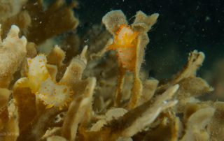 Deze soort (Crimora papillata) vonden we op wrak NL307 net over de grens in Engels water. Op Nederlandse bodem is deze nog niet waargenomen. Een 'Deja vu' van onze Expeditie Doggersbank in 2011.