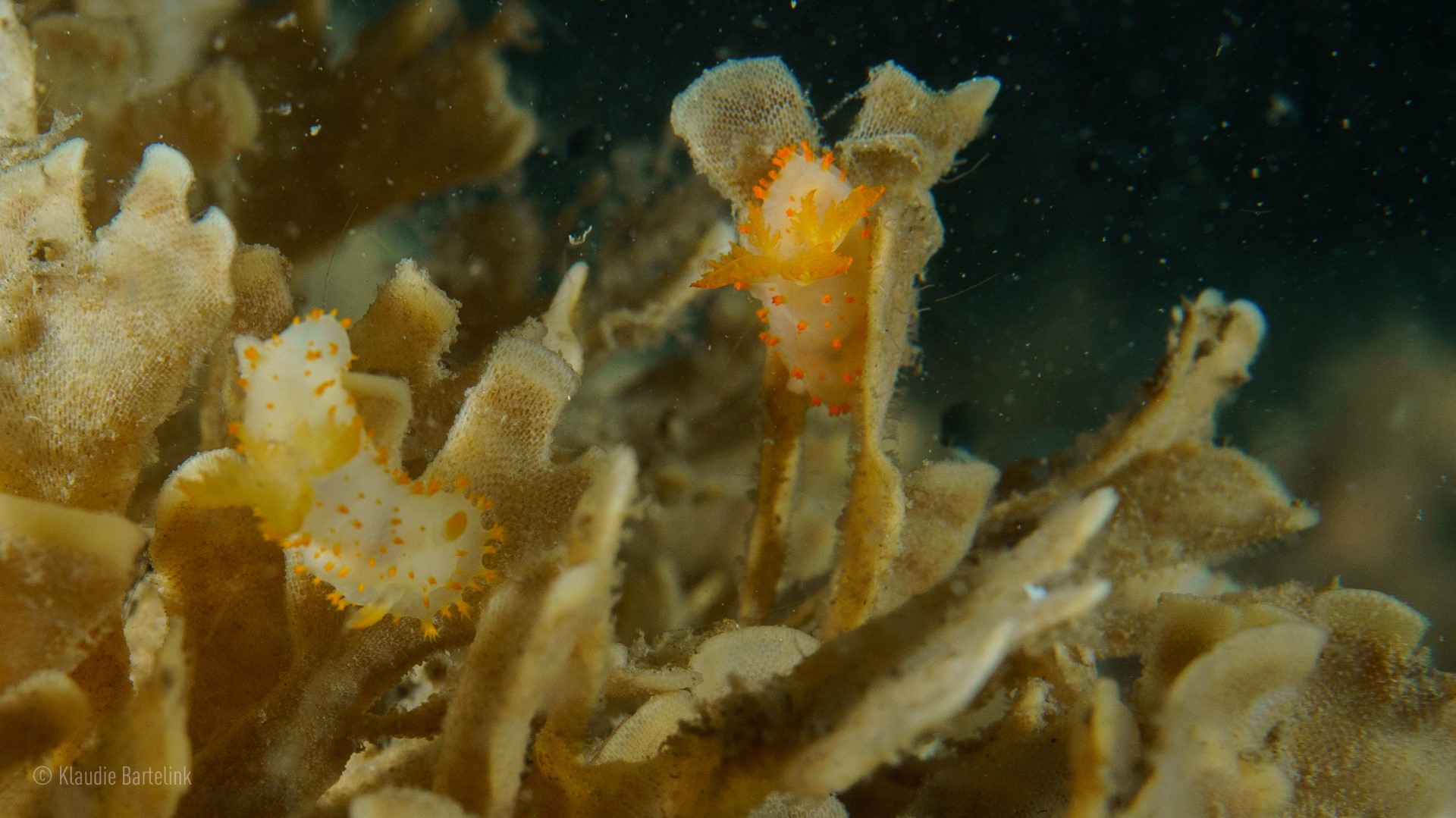 Deze soort (Crimora papillata) vonden we op wrak NL307 net over de grens in Engels water. Op Nederlandse bodem is deze nog niet waargenomen. Een 'Deja vu' van onze Expeditie Doggersbank in 2011.