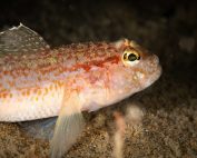 Gobius gasteveni