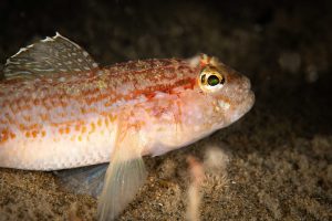 Goby – 20240916 – DDNZS Zuid-9701-Edit Gobius gasteveni