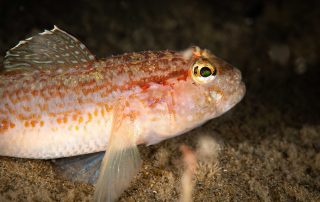 Gobius gasteveni
