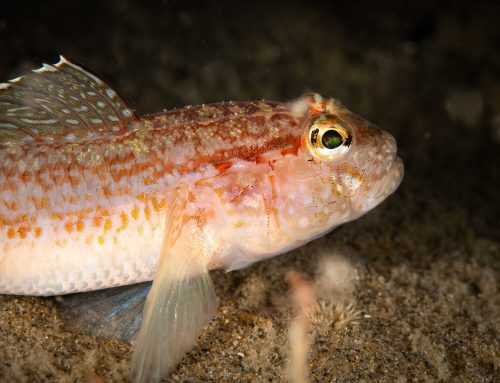 Nieuwe soort ontdekt in Nederland: Gobius genevi