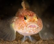 Gobius gasteveni