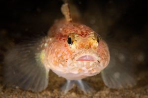 Goby – 20240916 – DDNZS Zuid-9706-Edit Gobius gasteveni