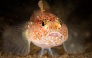 Gobius gasteveni