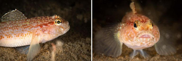 Gobius genevi
