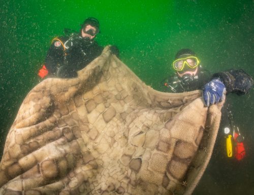 Vijftien jaar ogen op de zeebodem: duikers vinden nog altijd vloerkleden, badjassen en fleecedekens in de Noordzee