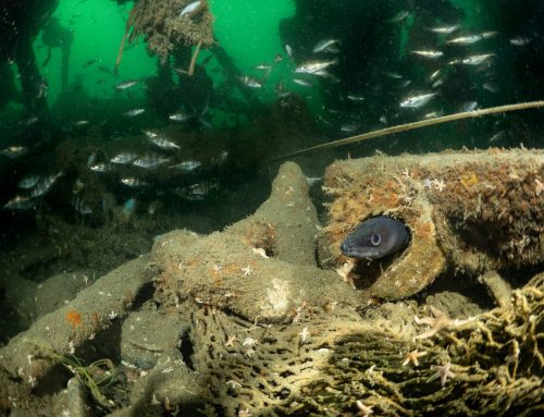 Elf Noordzeewrakken schoongemaakt tijdens woelige expeditie